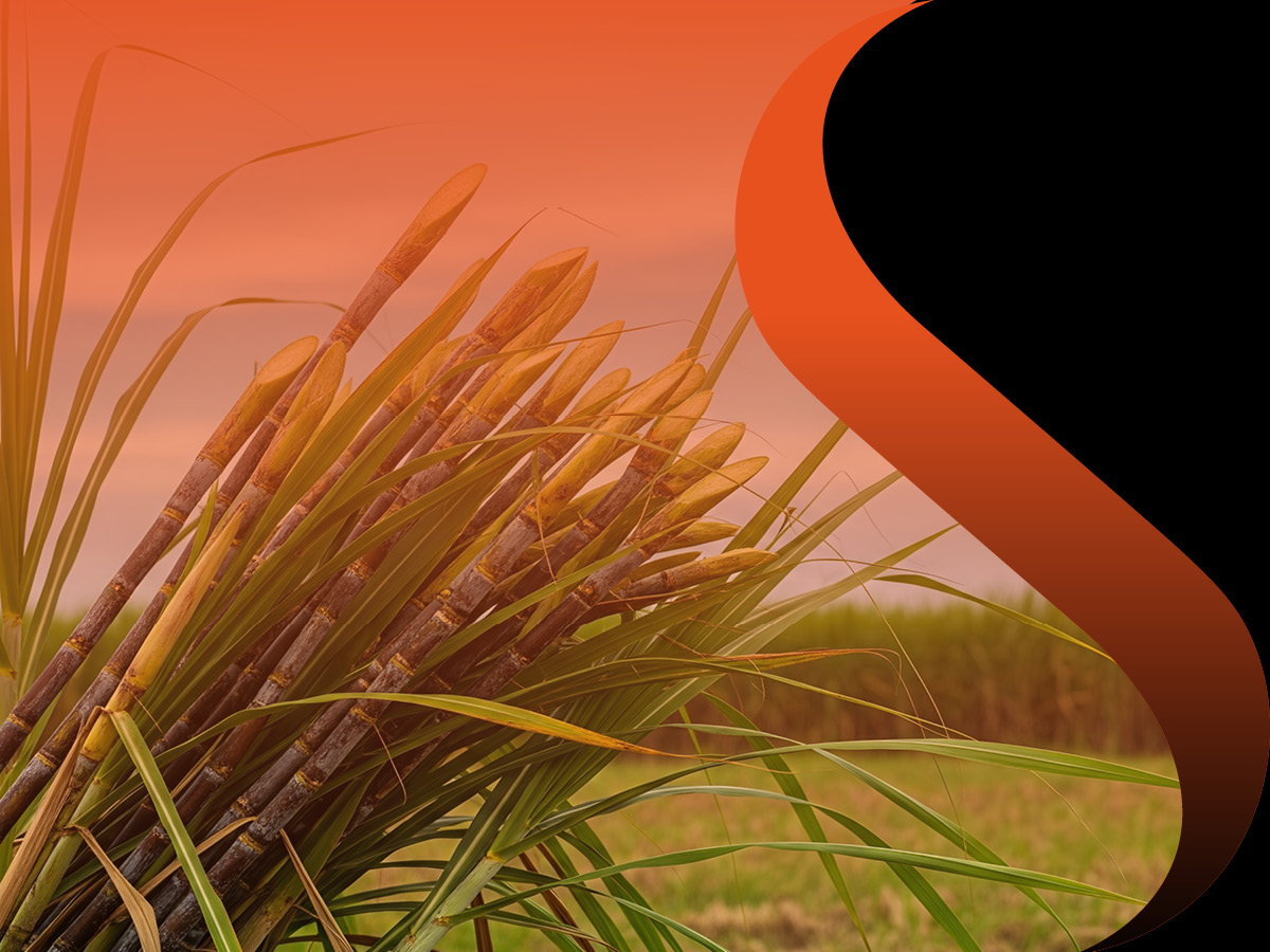 FROM SELECTION TO APPLICATION OF A NATIVE YEAST IN RHUM PRODUCTION